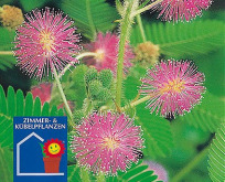 Mimosa pudica Rør-mig-ej