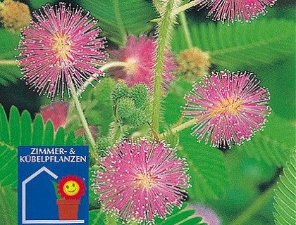 Mimosa pudica Rør-mig-ej