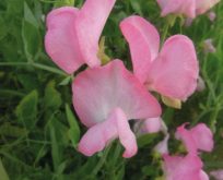 Lathyrus, ærteblomst, Mollie Rilestone, pink