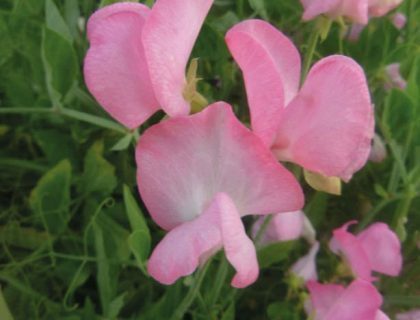 Lathyrus, ærteblomst, Mollie Rilestone, pink