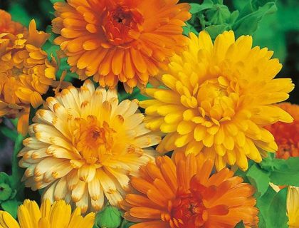 Morgenfrue blanding Art Shades Calendula