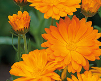 Morgenfrue Funky Stuff Calendula