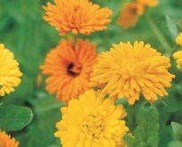 Morgenfrue officinalis Mix Calendula
