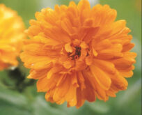 Morgenfrue, orange Dania Calendula