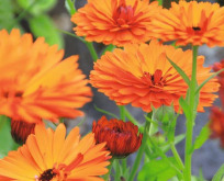 Morgenfrue Orange, rød på bagsiden