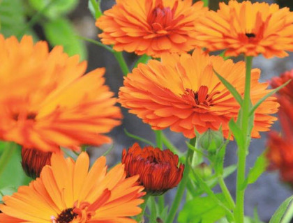 Morgenfrue Orange, rød på bagsiden