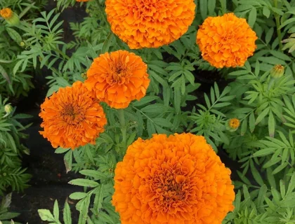 Morgenfrue, Orange Beast F1.