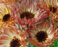 Morgenfrue Touch of Red Buff Calendula