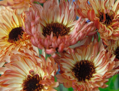 Morgenfrue Touch of Red Buff Calendula