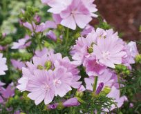 Malva, Mamelukærme, Moskuskatost, malva moschata