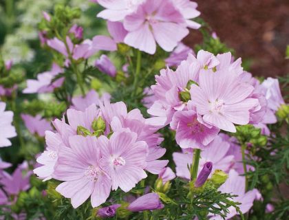 Malva, Mamelukærme vild, Moskuskatost, malva moschata