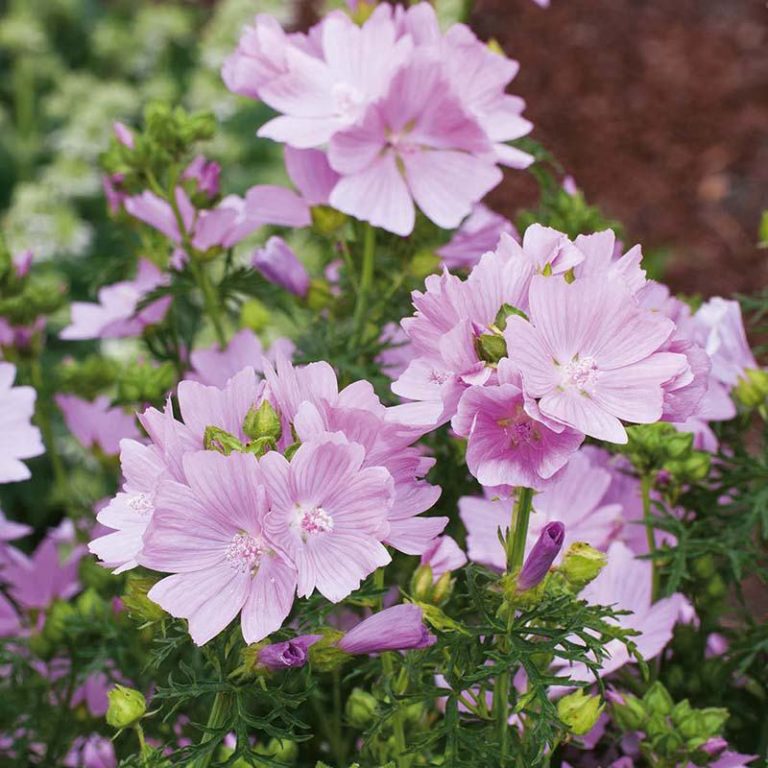 Malva, Mamelukærme vild, Moskuskatost, malva moschata