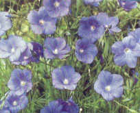 Oliehør blå blomster til jordforbedring