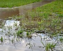 Blomsterblanding til Lokal Afledning af Regnvand (LAR)