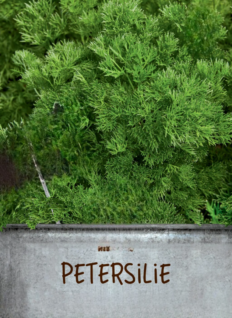Persille Menuette – Smuk persille med dildlignende blade