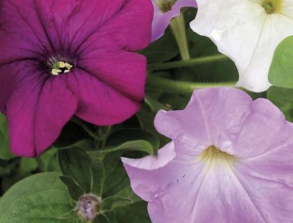 Petunia Petunia multiflora Colorama mix