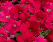 Petunia F1 rosa