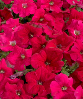 Petunia F1 rosa