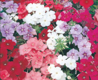 PHLOX Beauty Mixed. Mix af lyse røde farver