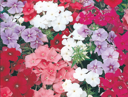 Phlox, Beauty Mixed. Mix af lyse røde farver