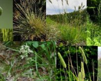 Græs til blomsterblanding, 9 forskellige natur- og prydgræsser.