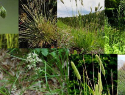 Græs til blomsterblanding, 9 forskellige natur- og prydgræsser.