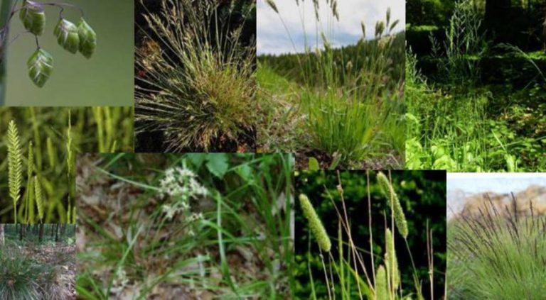 Græs til blomsterblanding, 9 forskellige natur- og prydgræsser.