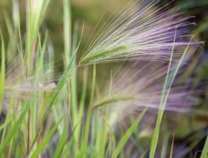 Prydgræs egernhale-byg