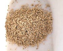 Quinoa, frø til dyrkning