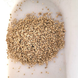 Quinoa, frø til dyrkning