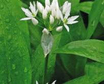 Ramsløg frø – Allium Ursinum