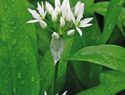 Ramsløg frø – Allium Ursinum
