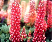 Lupin, Regnbuelupin blanding