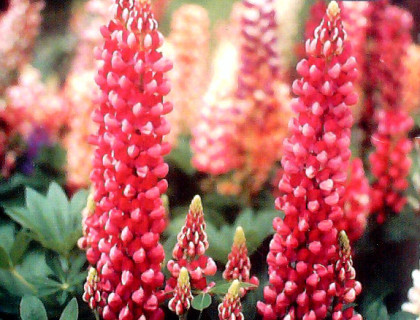 Lupin, Regnbuelupin blanding