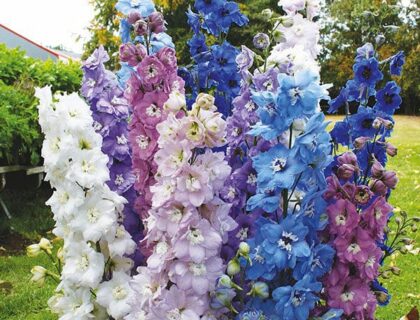 Ridderspore, Delphinium, , High Society Mix