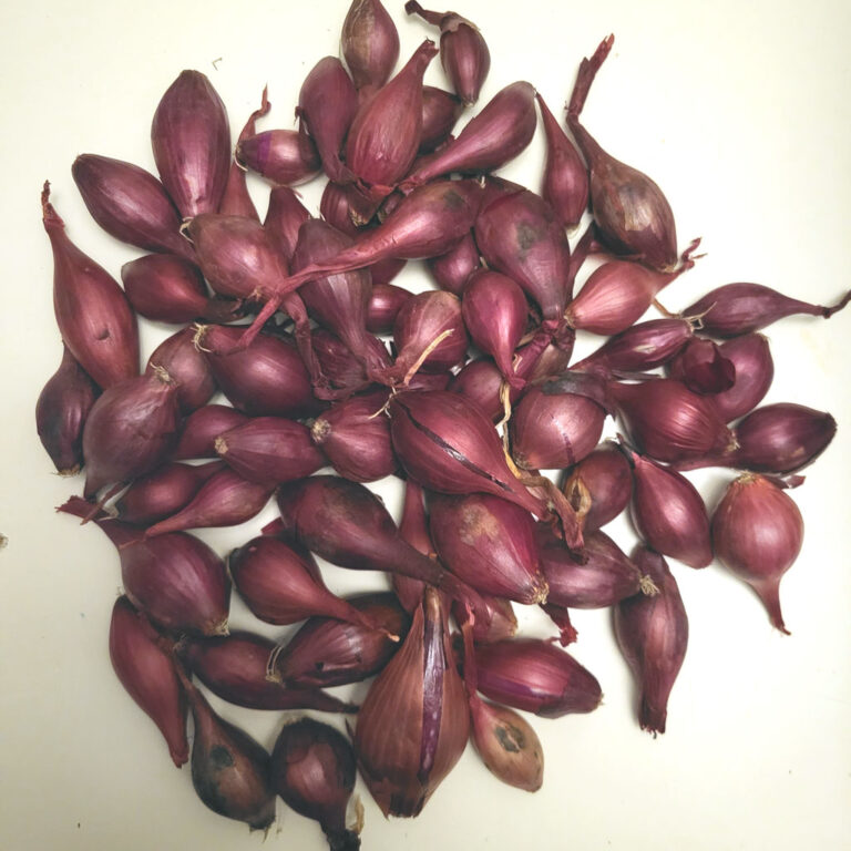 Rødløg Piroska Red stikløg