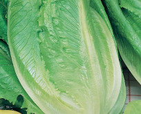 Salat, Romersalat Romaine Ballon