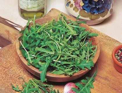 Rucola Salat , Vild