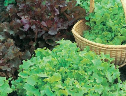 Salat Mix, Red & Green Salad Bowl mix. Røde og grønne salatblade, perfekt til potter