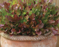 Salat Mix, Red & Green Salad Bowl mix. Røde og grønne salatblade, perfekt til potter
