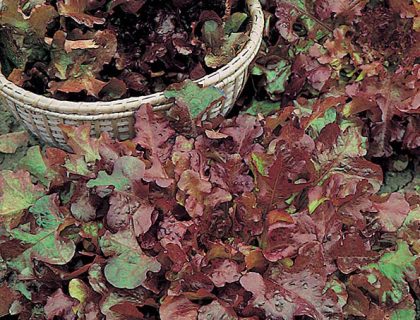 Salat Pluksalat Red Salad Bowl. Egebladssalat