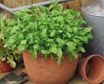Salat Rucola, mix.