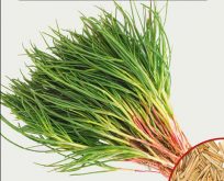 Sodaurt, Salsola sola, en af Salt­urterne kaldes sodaurt
