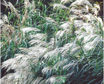 Sølvelefantgræs, sølvgræs, silver grass