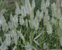 Skæggræs – Polypogon monspeliensis