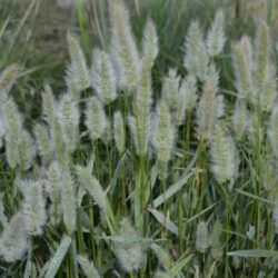 Skæggræs – Polypogon monspeliensis