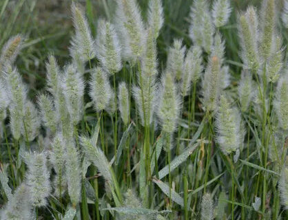 Skæggræs – Polypogon monspeliensis