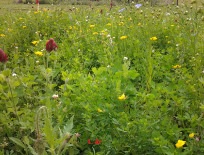 Blomsterblanding, undgå ukrudtsvækst og vedligehold af arealet.