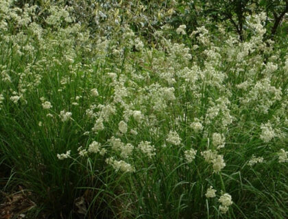 Snefrytle græs (Luzula nivea)