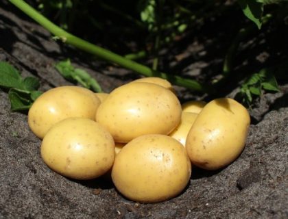 læggekartoffel, Soleo Middeltidlig